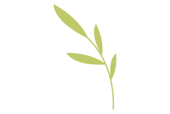 Green Leaves Branch. Floral Element. Nat Graphics and Illustrations