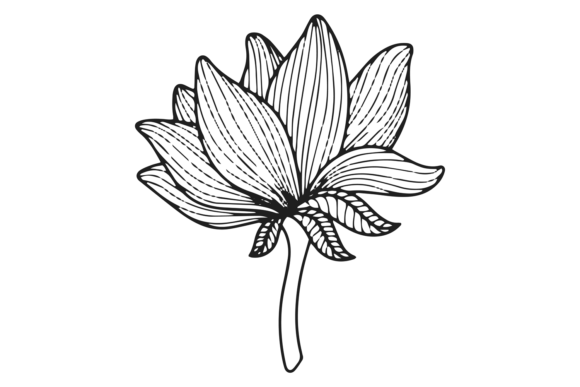 Japanese Flower Drawing. Floral Bud Line Graphics and Illustrations
